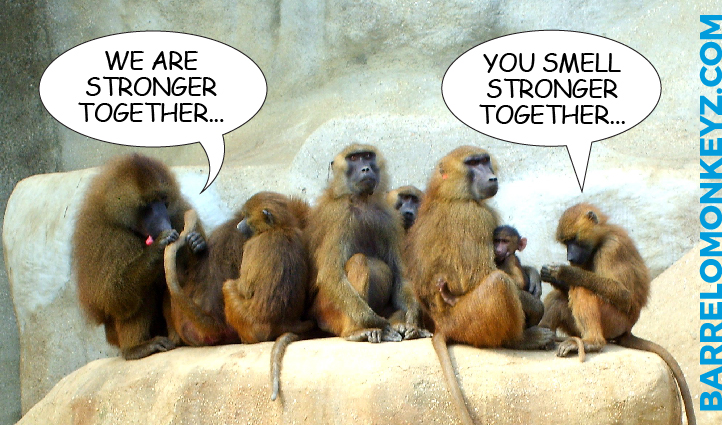 Monkeys smell stronger together
