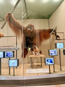 national museum primates exhibit